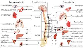 فارماکولوژی اتونوم و فیزیولوژی اتونوم (ppt) 48 اسلاید